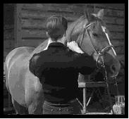 Edd Byrnes combing a horse